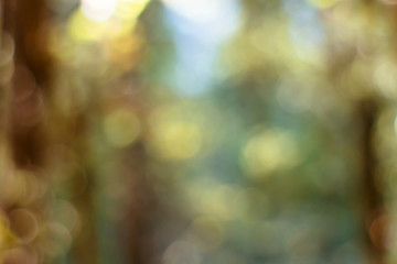 Out of focus green nature background.