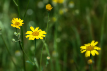 Yellow daisies