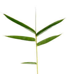 Bamboo leaves isolated on white background