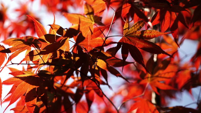Backlit japanese maple leaves.