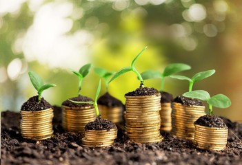 Accounts. Golden coins in soil with young plant isolated. Money