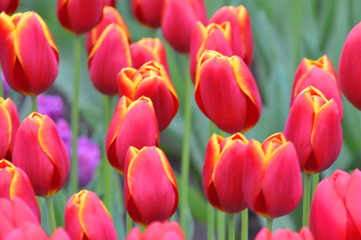 Fototapeta premium Tulipa 