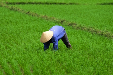 Fototapeta na wymiar Vietnamese farmer working on rice field