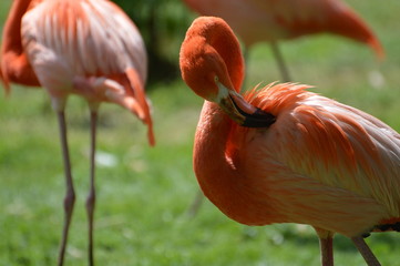 flamant rose