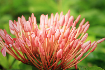 Ixora flowers - red flower
