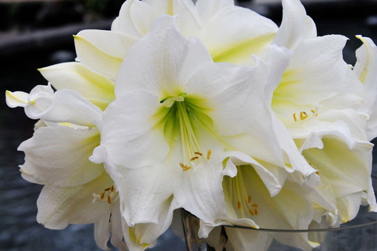 Amaryllis "Christmas Gift", #0371
