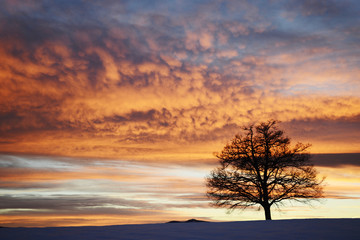 Obraz na płótnie Canvas Oak at sunset