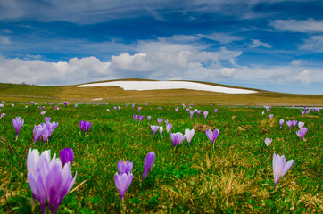 Colline marchigiane