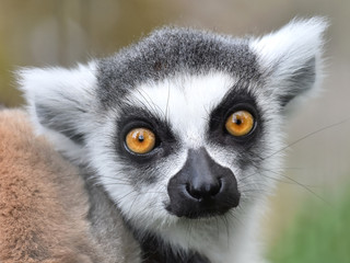 Ring-tailed lemur (Lemur catta) - obrazy, fototapety, plakaty