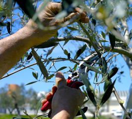 Pruning olive tree of apulia. against Xylella