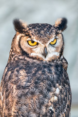 Eurasian eagle-owl (Bubo bubo)