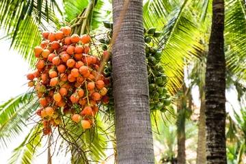 Zelfklevend Fotobehang Palmboom Seed of oil palm