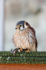 American Kestrel (Falco sparverius)