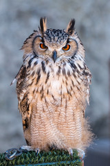 Naklejka premium Long-eared owl (Asio otus)