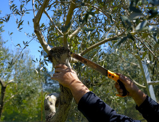 Pruning olive tree of apulia. against Xylella
