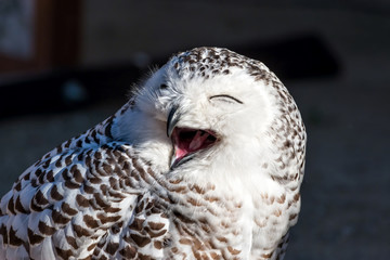 Close up of snowy owl (Bubo scandiacus)