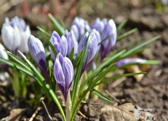 April crocuses in the Moscow region.