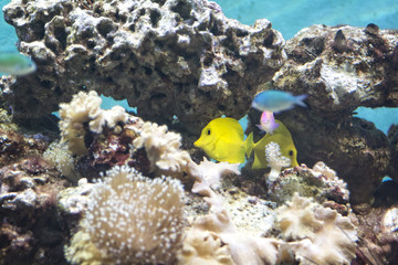 Fototapeta na wymiar Yellow Tang Tropical Fish