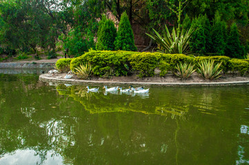 Lake & Ducks