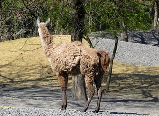 lama © CB94