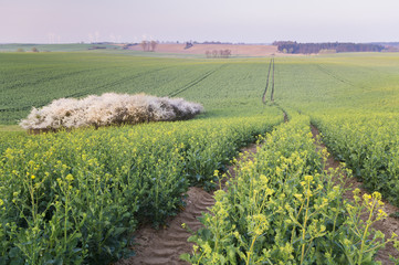 wiosenne pole © Mike Mareen