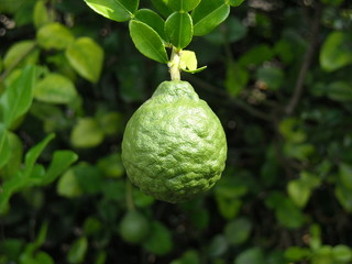 bergamot fruit on the tree