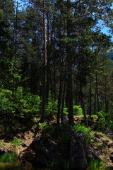 Fototapeta premium Pleiswald