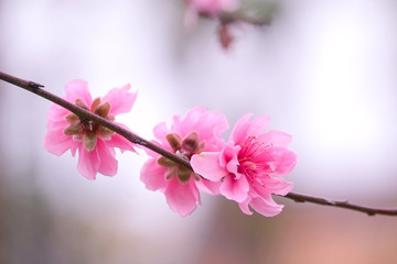Peach flowers, spring cherry blossom