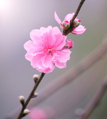Peach flowers, spring cherry blossom