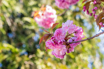 pink blossomed sakura flowers