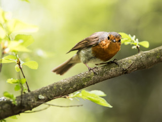 Obraz premium Wild bird on the branch