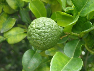 bergamot fruit on the tree