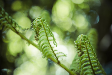Unravelling fern frond closeup, one of New Zealand symbols.