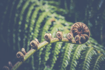 Unravelling fern frond closeup, one of New Zealand symbols. © Curioso.Photography