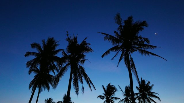Bantayan Palm Trees 01