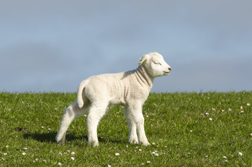 Naklejka na ściany i meble Little lamb on a dike along the Dutch coast