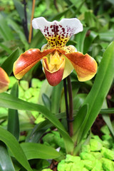 bright flower of orchid-predator, orchid that feeds on insects