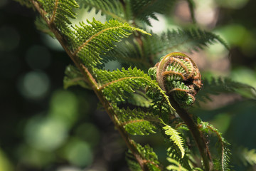 Unravelling fern frond closeup, one of New Zealand symbols.