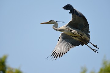 Airone in volo