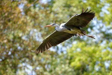 Airone in volo