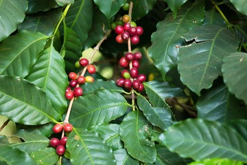 Ripe coffee beans