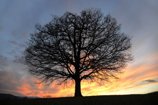 Oak at sunset