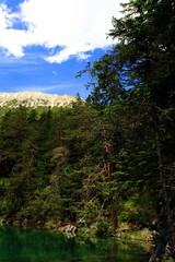 Obraz premium Im Plieswald