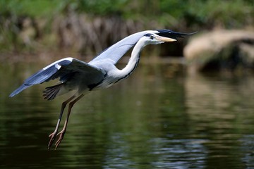 Airone in volo
