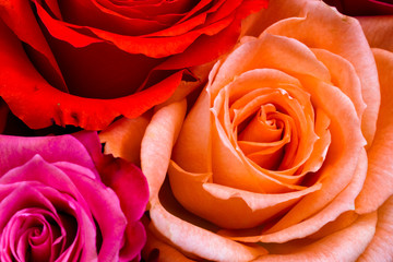 Roses background