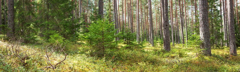 Fototapeta na wymiar forest panorama