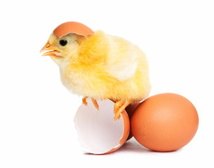 Fototapeta premium Cute chick isolated with eggs