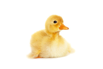 Cute fluffy duckling