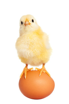 Cute easter chick with egg