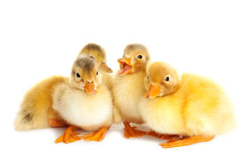 Little cute ducklings isolated